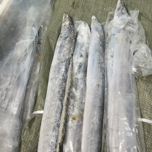 渤海湾 带鱼 4斤 到手8条左右