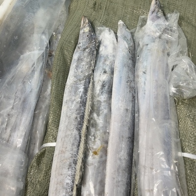 渤海湾 带鱼 4斤 到手11条左右