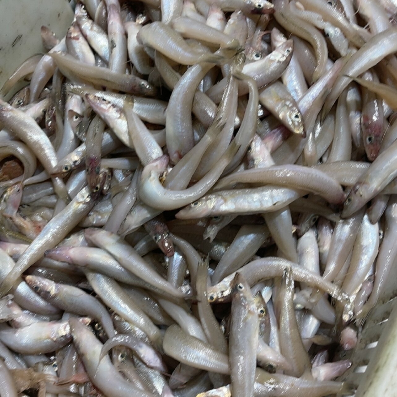 渤海湾 大大大大沙丁4斤