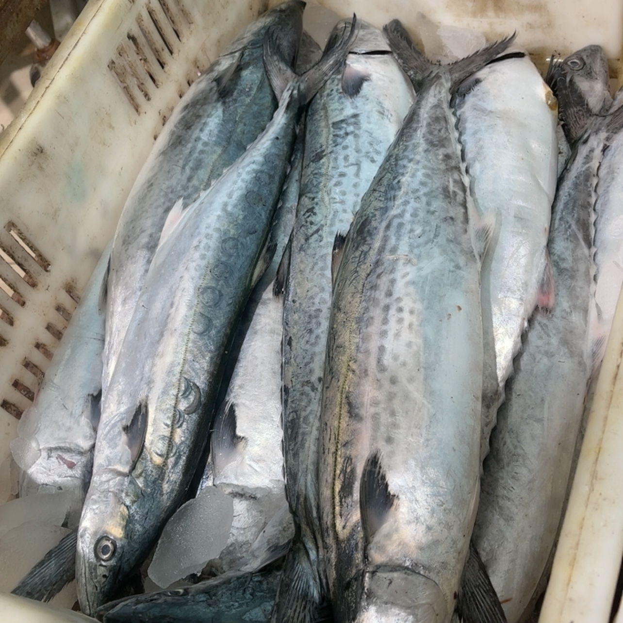 新鲜鲅鱼 4.9斤到5斤 到手5条鱼左右