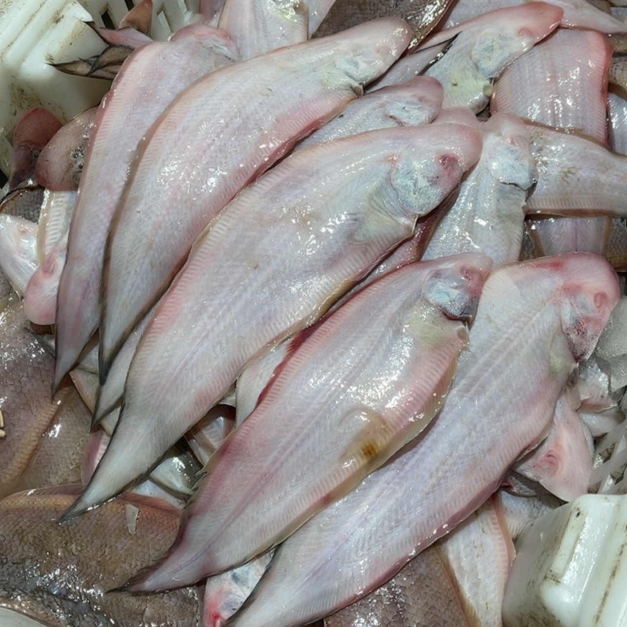 大龙利鱼 4斤 到手20条左右