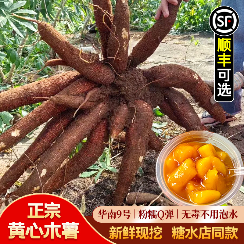 黄心木薯广西现挖现发产地直发
