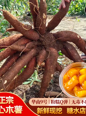 广西黄心木薯新鲜现挖特产黄肉面包木薯羹糖水店蜜薯板栗农家粉糯