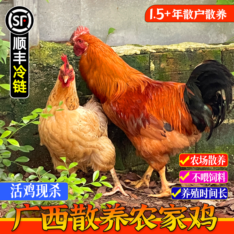 农家散养土鸡顺丰冷链包邮