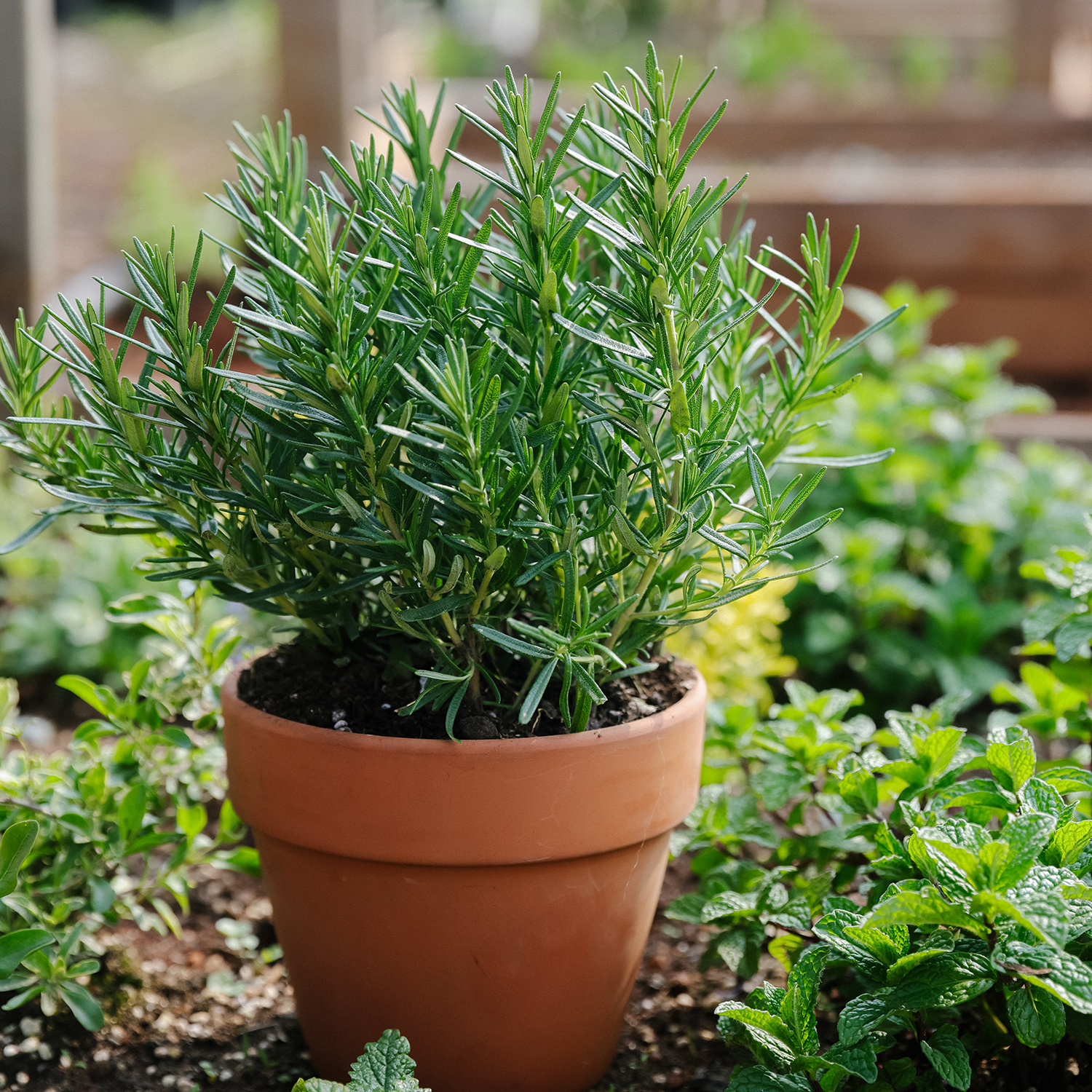 盆栽迷迭香盆栽可食用驱蚊绿植