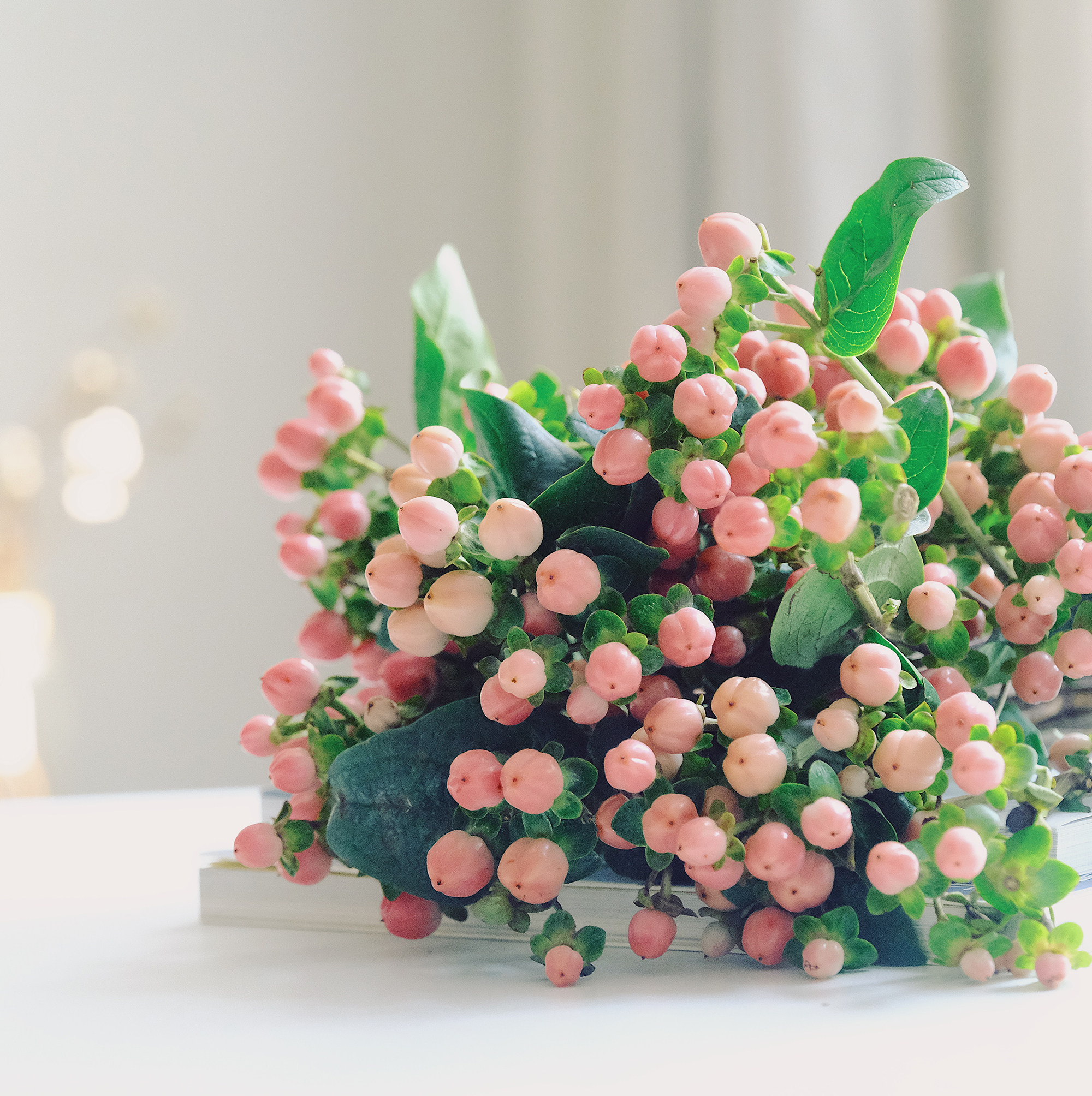 鲜花 云南直发 红豆 火龙珠鲜花 相思豆任意2扎顺丰包邮