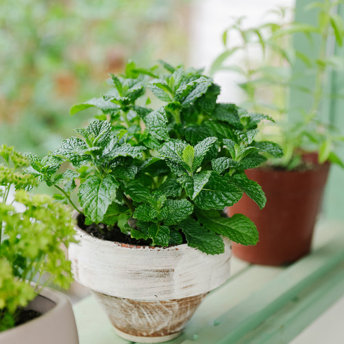 香草花园 |  云南薄荷百里香牛至盆栽露天苗可食用芳香绿植