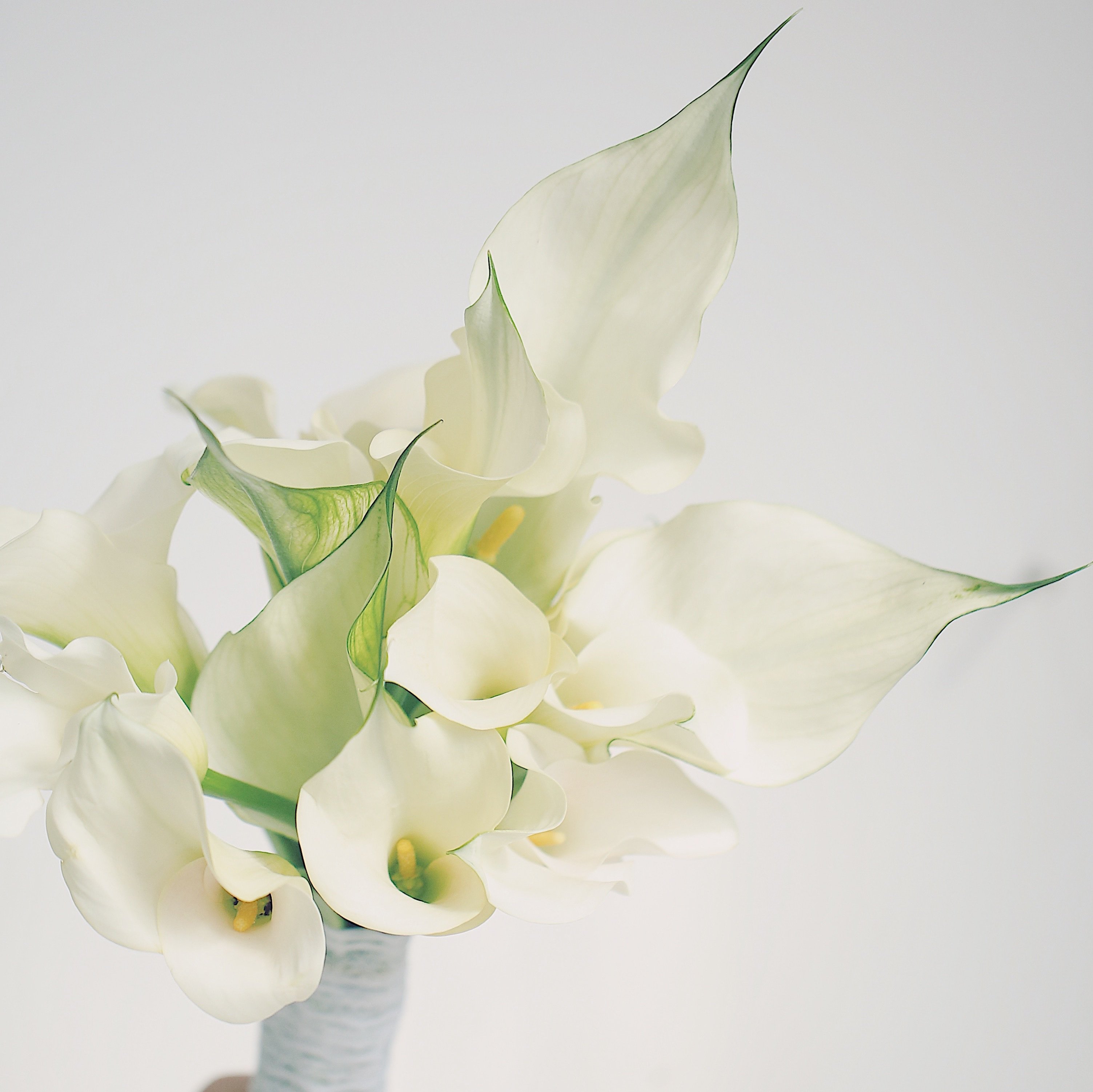 乐作| 马蹄莲鲜花 海芋国产/进口可选 清新高雅  全店2扎顺丰空运