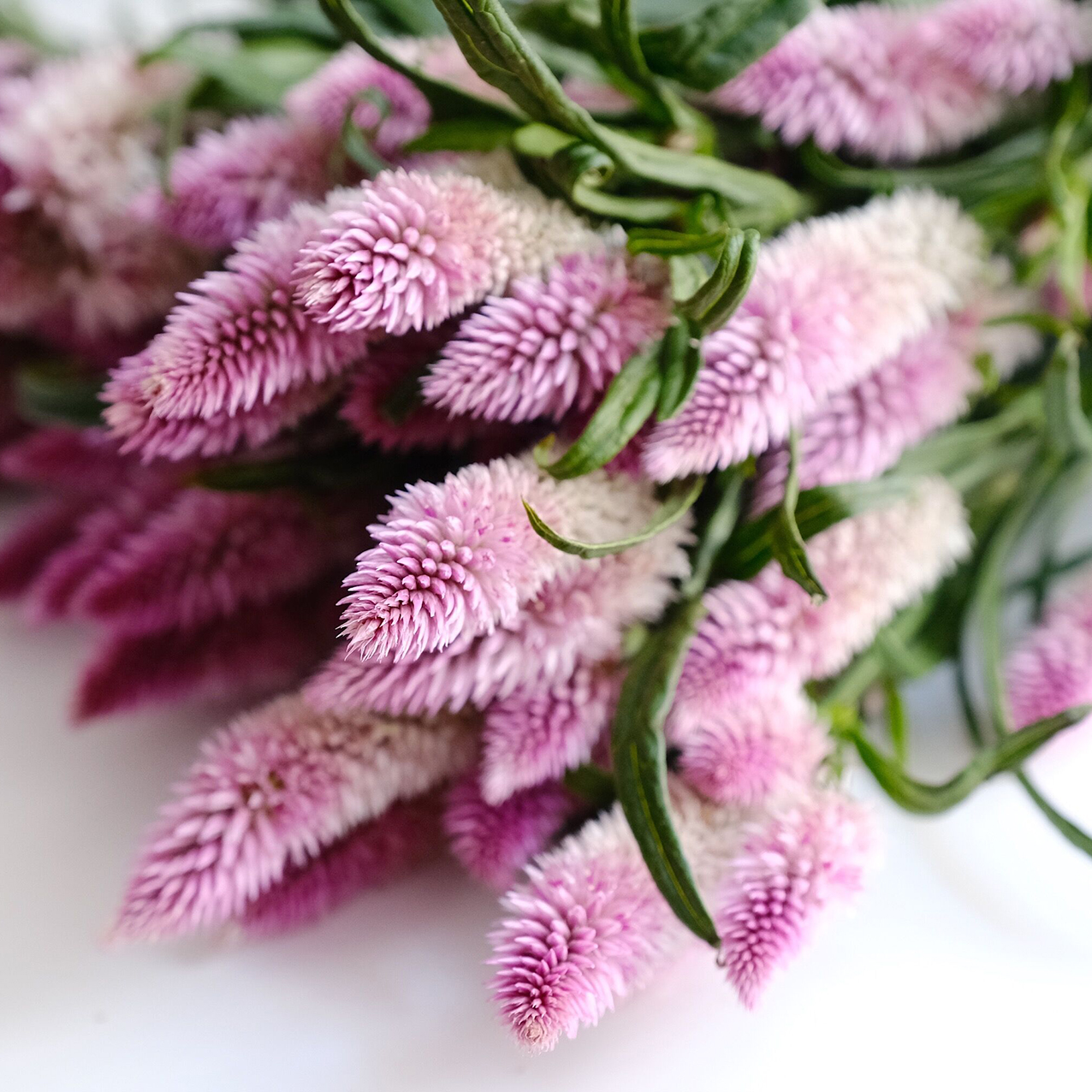 多头凤尾青葙可做干花好养