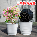 美莳三角梅专用花盆大号透气塑料控根专业无花果树老桩高飘青山盆