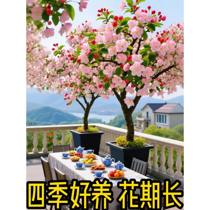 【碰水即活】海棠树苗高杆西府垂丝海棠花大型盆栽风景树庭院地栽