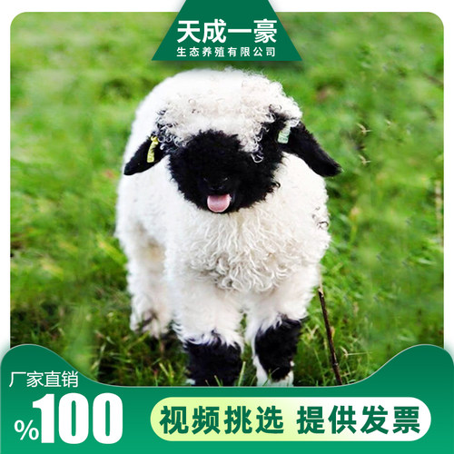进口瓦莱黑鼻羊活物萌宠
