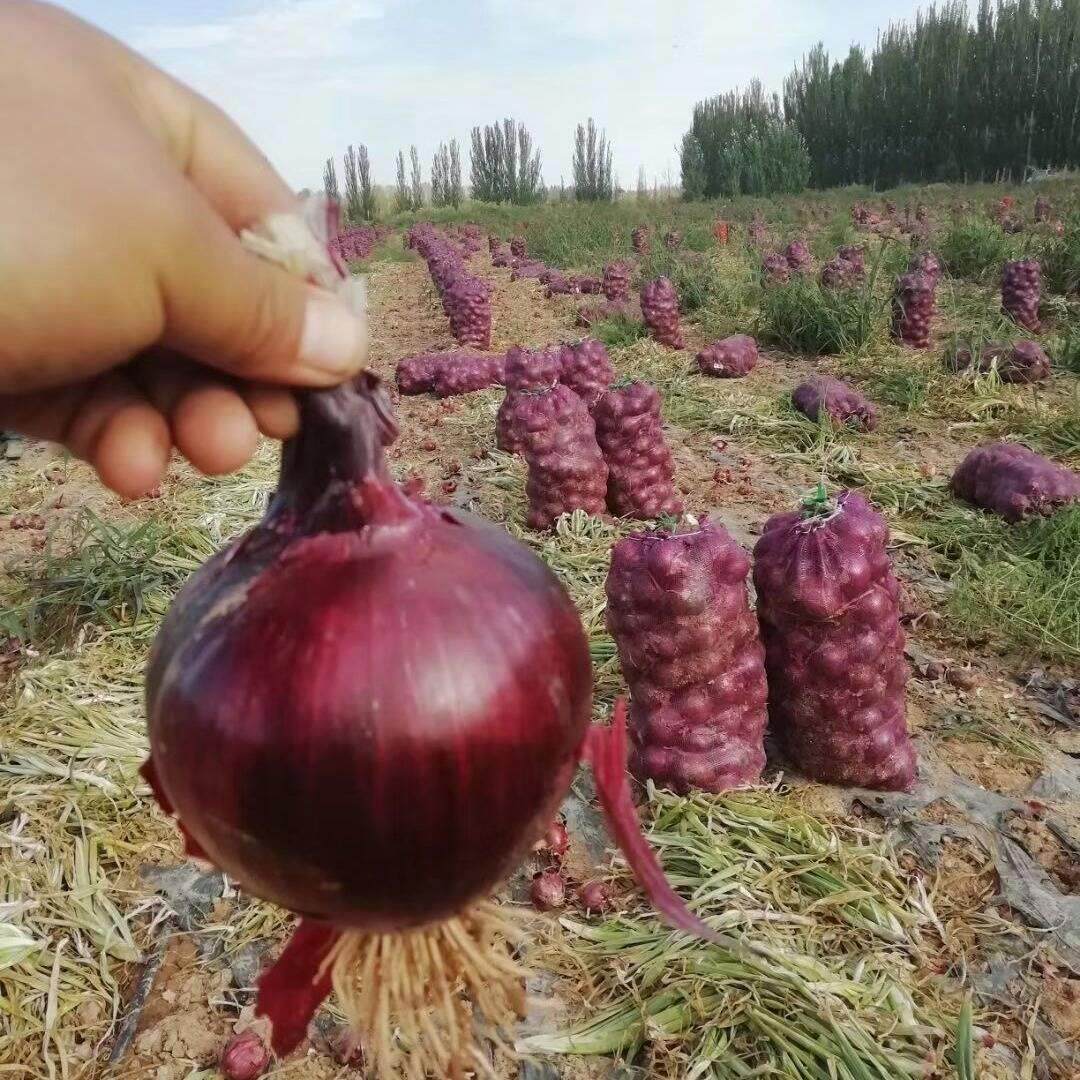 2019现挖新鲜紫皮洋葱包邮五斤农家自种圆葱新鲜蔬菜洋葱5斤在类目 水产肉类/新鲜蔬果/熟食, 新鲜蔬菜/蔬菜制品, 新鲜蔬菜, 食用玫瑰中 - 来自Buy2taobao.com提供专业的淘宝代购服务