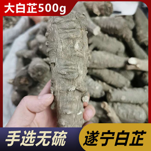 大白芷个500克中品白芷川遂宁白芷粉经方无硫药材250克卤菜专用