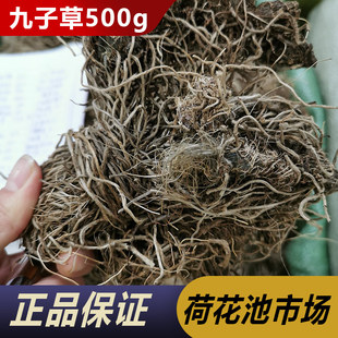 九子连环草500g野生中药材珠串珠夜白鸡硬九头狮子草肉连环九节虫