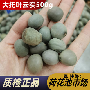 大托叶云实500g藏药中药材天然纯新货云实子陨石子马豆朝天子
