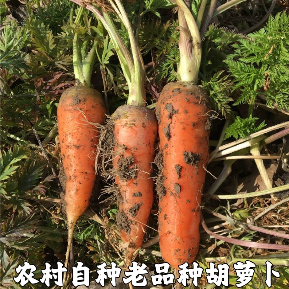胡萝卜新鲜水果萝卜老品种胡萝卜萝卜/胡萝卜