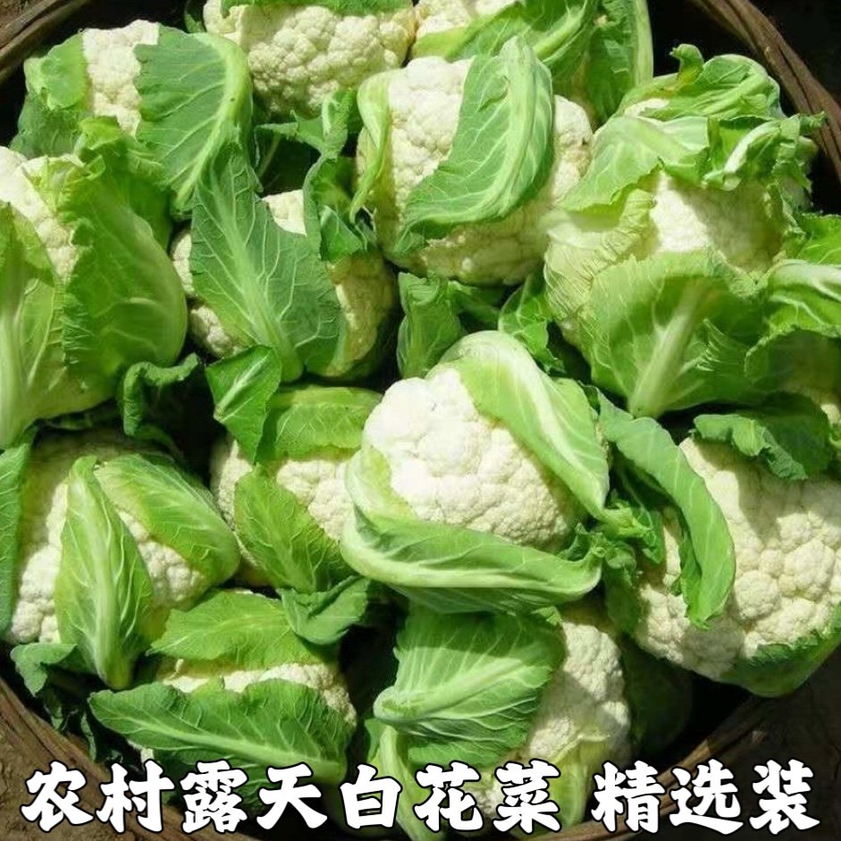 新鲜现摘菜花散菜花花菜花椰菜花时令蔬菜白花菜时令蔬菜包邮