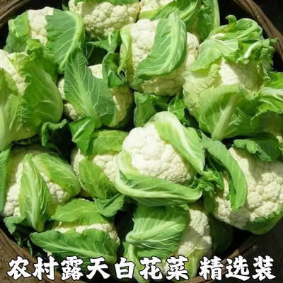 新鲜现摘菜花散菜花花菜花椰菜花时令蔬菜白花菜时令蔬菜包邮