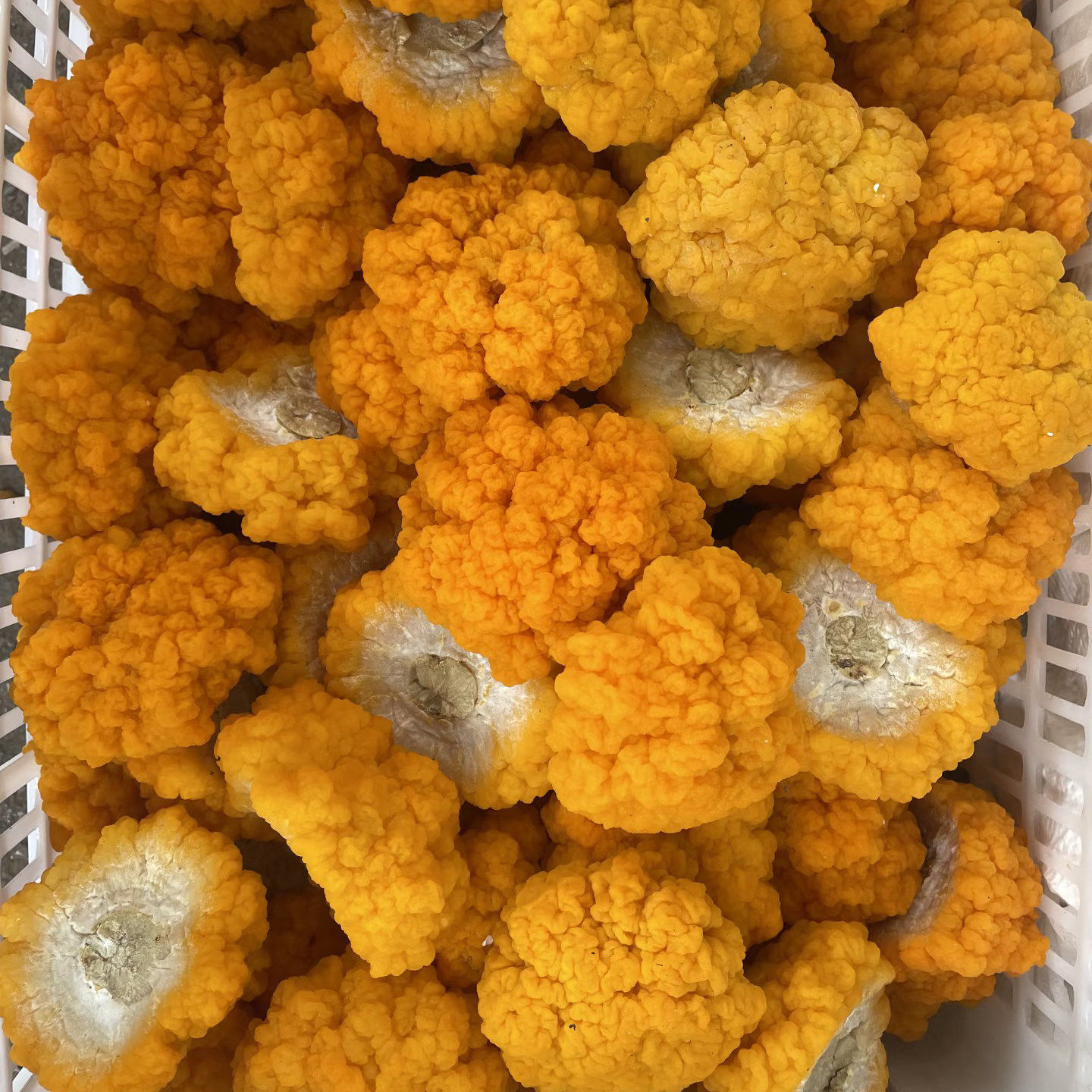 新鲜金耳菌黄木耳刺身级植物燕窝黄金木耳银耳火锅蘑菇黄金菌菇