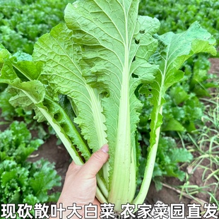 湖北农家蔬菜新鲜青麻叶散叶大白菜毛白菜散叶白菜不包心青菜叶菜