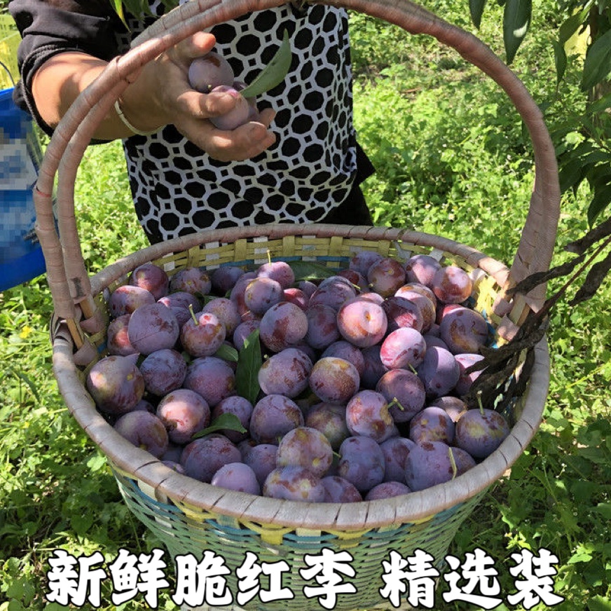 新鲜脆红李新鲜水果脱骨李子茵青红脆李甜孕妇蜂糖李精选装包邮