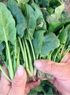 农家自种小菠菜地红根菠菜