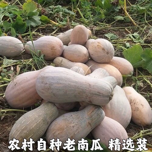 自种老南瓜农家新鲜香粉糯面宝宝
