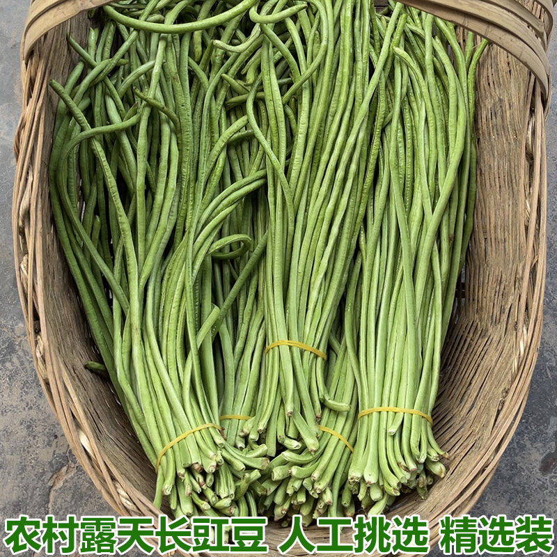 农家自种长豆角长豇豆青豆角
