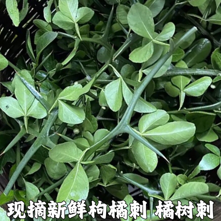 枸橘刺新鲜桔子刺臭橘刺现采积实刺枳壳苗柑桔刺橘子带刺可煮水