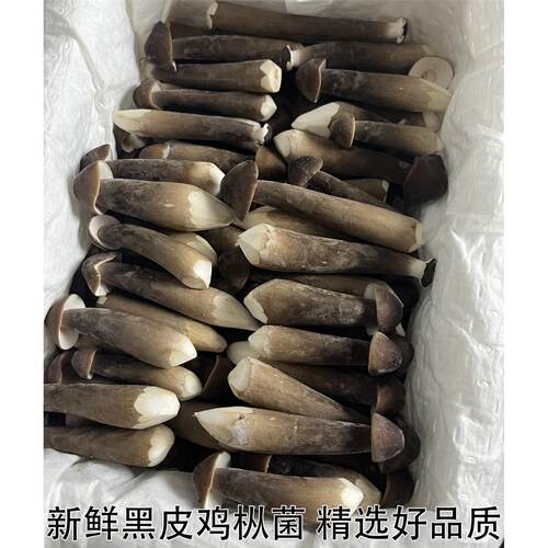 黑皮鸡枞菌系新年食用蘑菇菌菇煲汤火锅烧烤鸡枞菇鲜货非干货