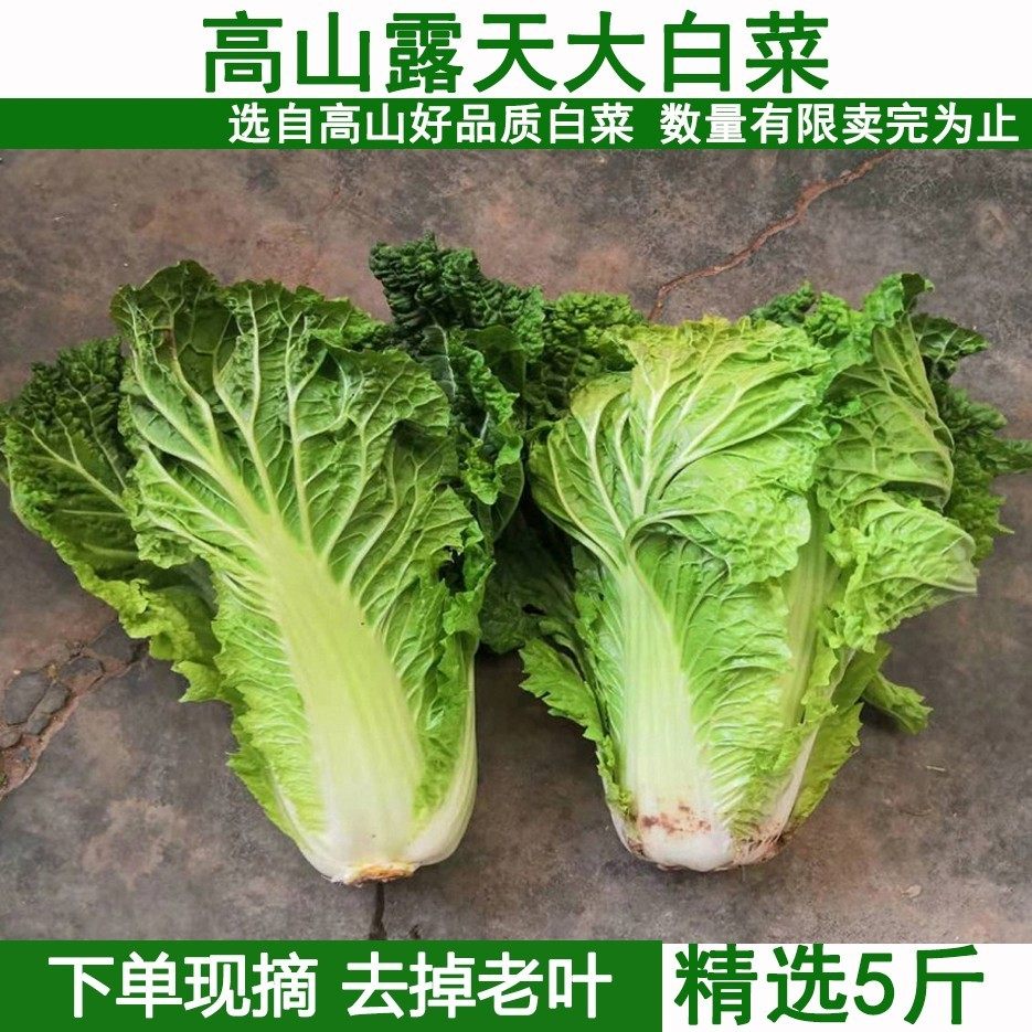 湖北农家自种新鲜蔬菜浙青大白菜新鲜白菜包心大白菜农家自种菜园,水产肉类/新鲜蔬果/熟食,其它,淘宝优惠券,粉丝福利购,淘宝优惠卷