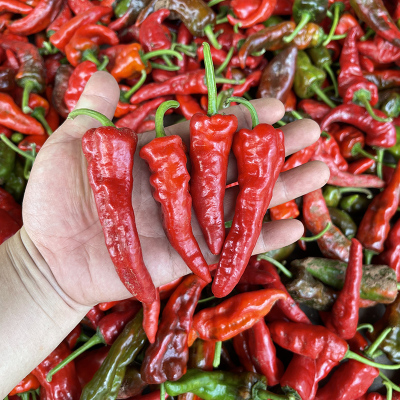 湖北农家自种鲜红土辣椒农家菜
