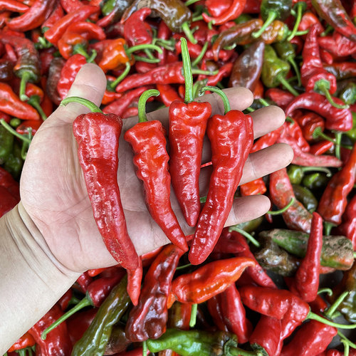 湖北农家自种鲜红土辣椒农家菜