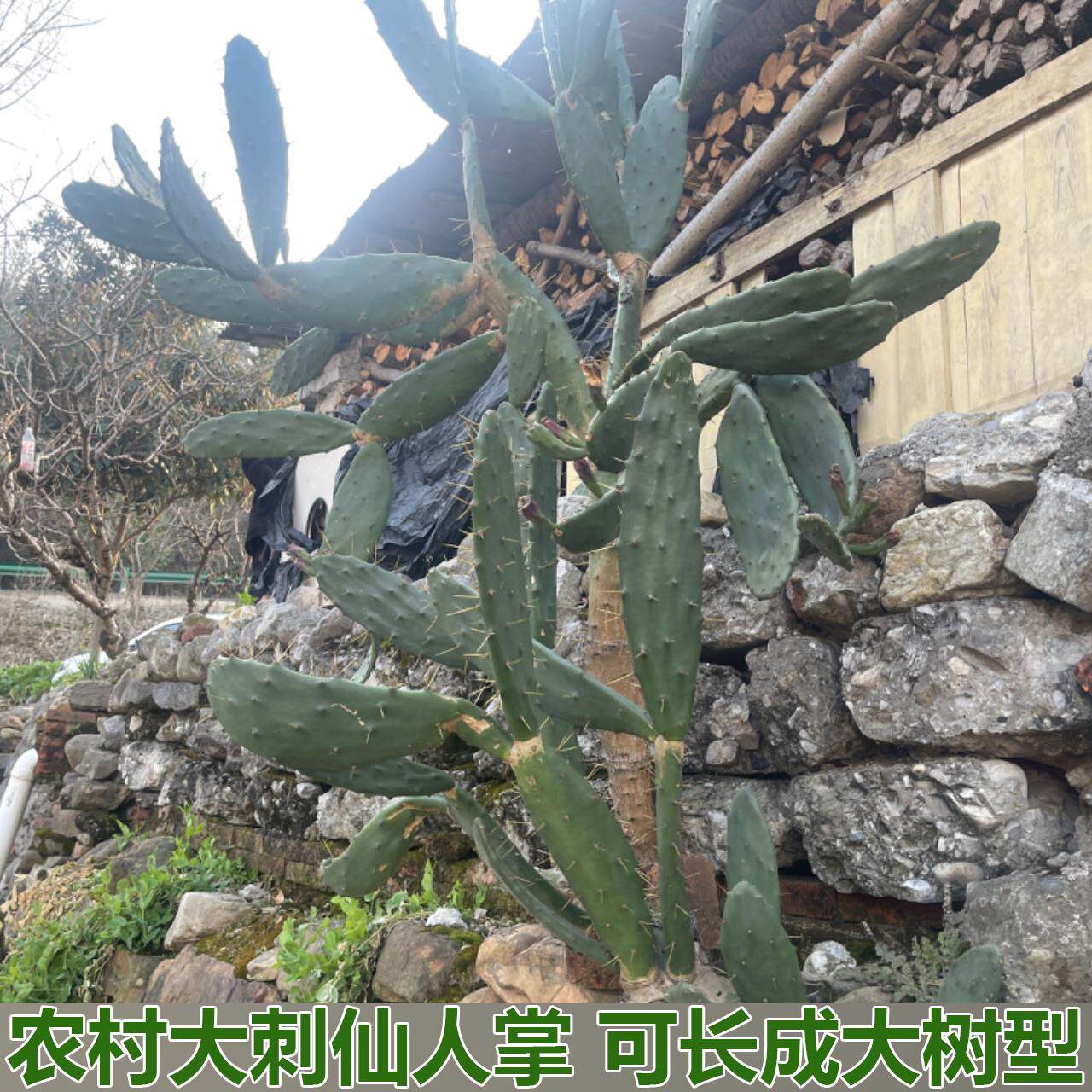 新鲜黄刺多肉植物大型仙人掌巨型盆栽植物大刺仙人掌大型庭院造景