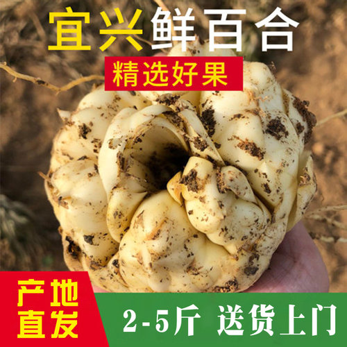 顺丰现挖现发宜兴新鲜食用百合