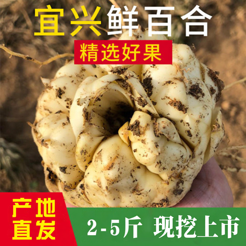 2026宜兴新鲜百合2500g包邮礼盒装特产级苦味纯农家食用大白合2斤