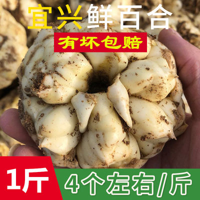 2023宜兴新鲜食用百合500g