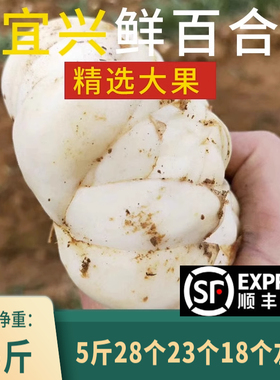 2025宜兴新鲜食用大百合5斤包邮宜兴特产纯农家天然小白合2500g