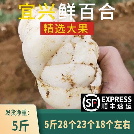 2025宜兴新鲜食用大百合5斤包邮宜兴特产纯农家天然小白合2500g