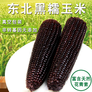 19.9元包邮  逸知鲜 东北黑糯玉米 10根