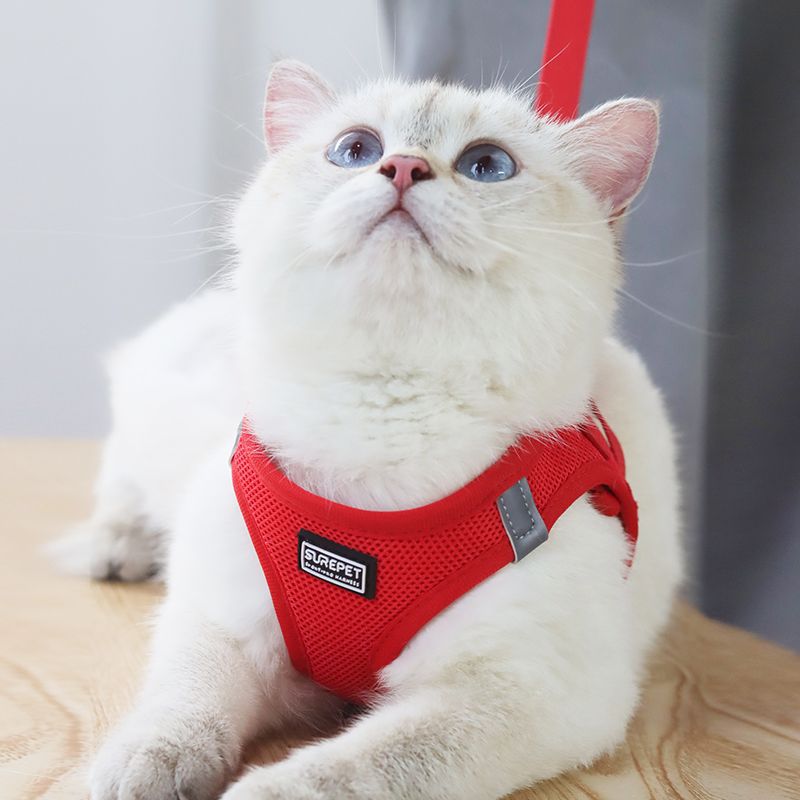 防挣脱猫咪牵引绳外出专