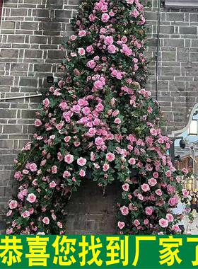 仿真玫瑰假花藤条绿植塑