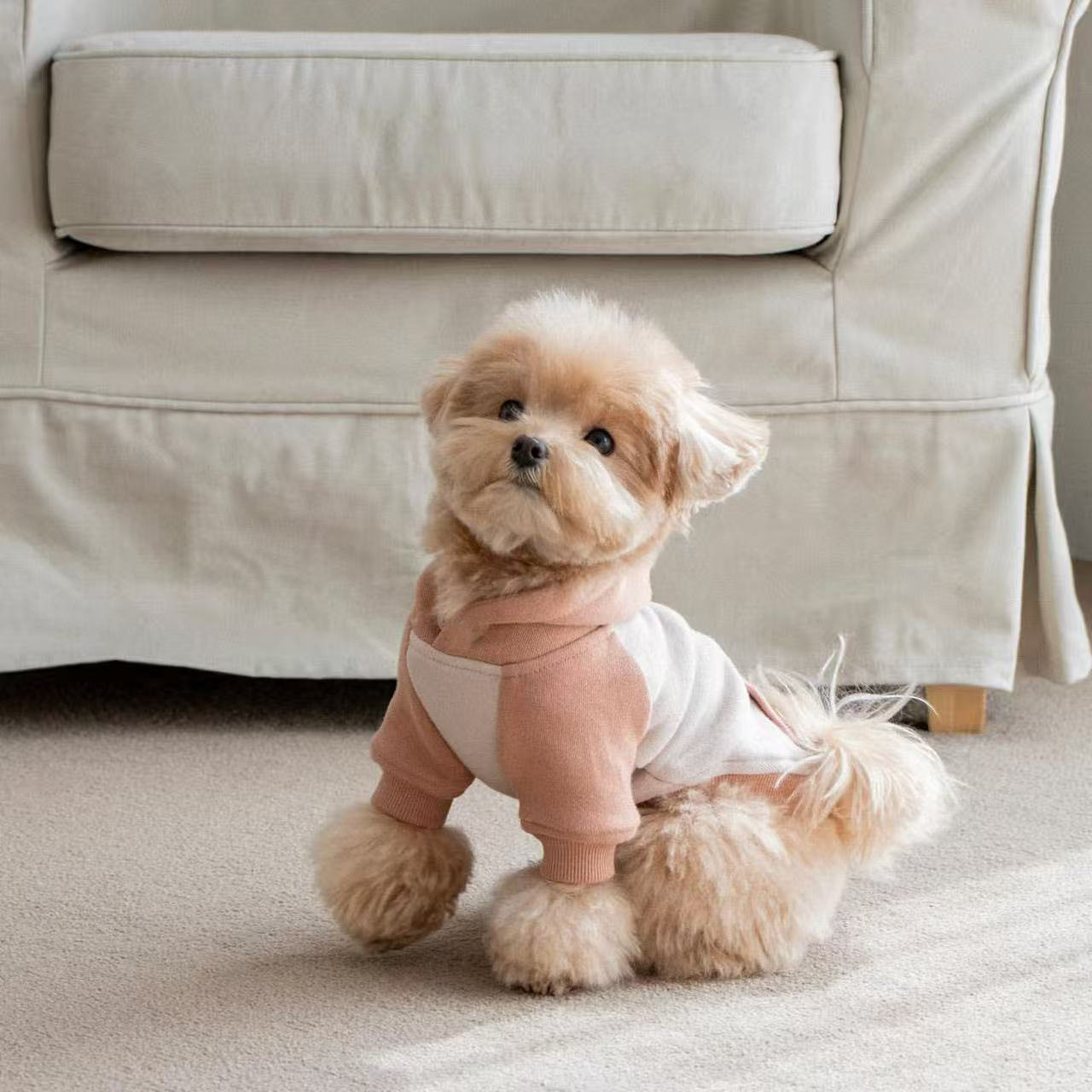 宠物猫咪保暖衣服泰迪比