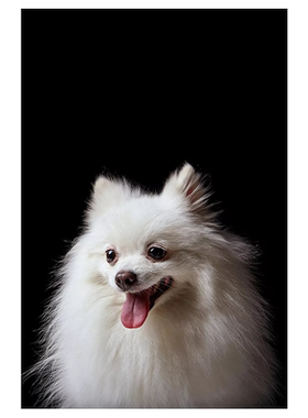 diy博美犬萌宠狗狗手工填色涂鸦