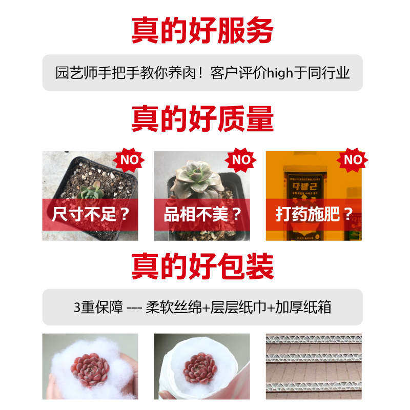 壹分皿多肉植物新手套餐肉肉植物多肉组合绿植盆栽迷你可爱小盆栽,鲜花速递/花卉仿真/绿植园艺,多肉植物,淘宝优惠券,粉丝福利购,淘宝优惠卷