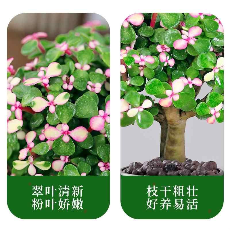 金枝玉叶盆栽老桩盆景树苗多肉植物办公室内桌面好养肉肉花卉绿植图片