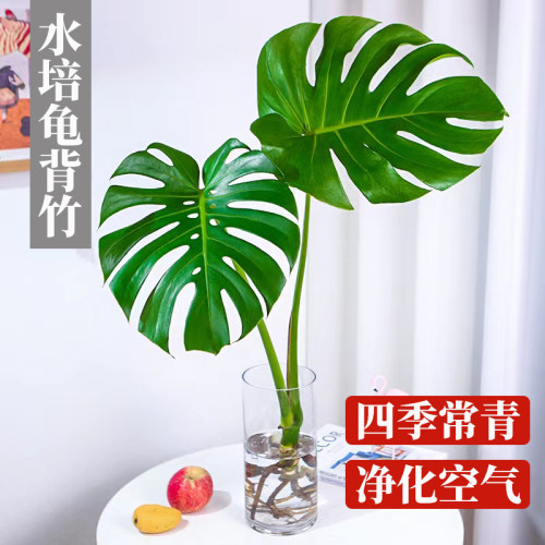 花叶春客厅桌面四季常青净化空气