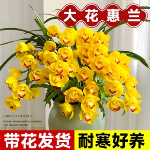 大花蕙兰兰花盆栽带花苞年宵花惠兰花剑过年客厅室内鲜花卉绿植物