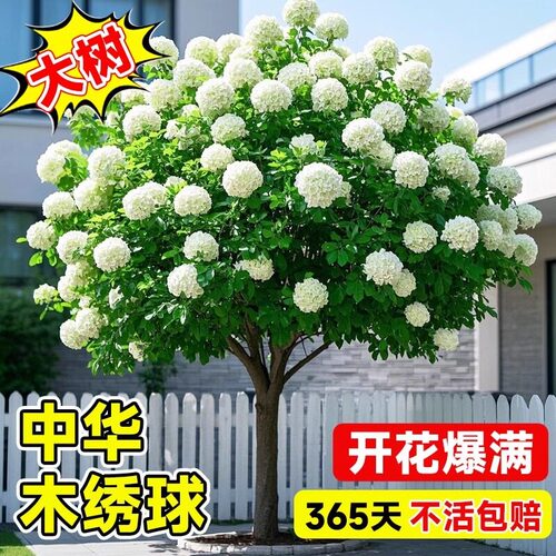 中华木绣球树苗大花斗球老桩别墅庭院地栽盆栽耐寒风景花卉好养活